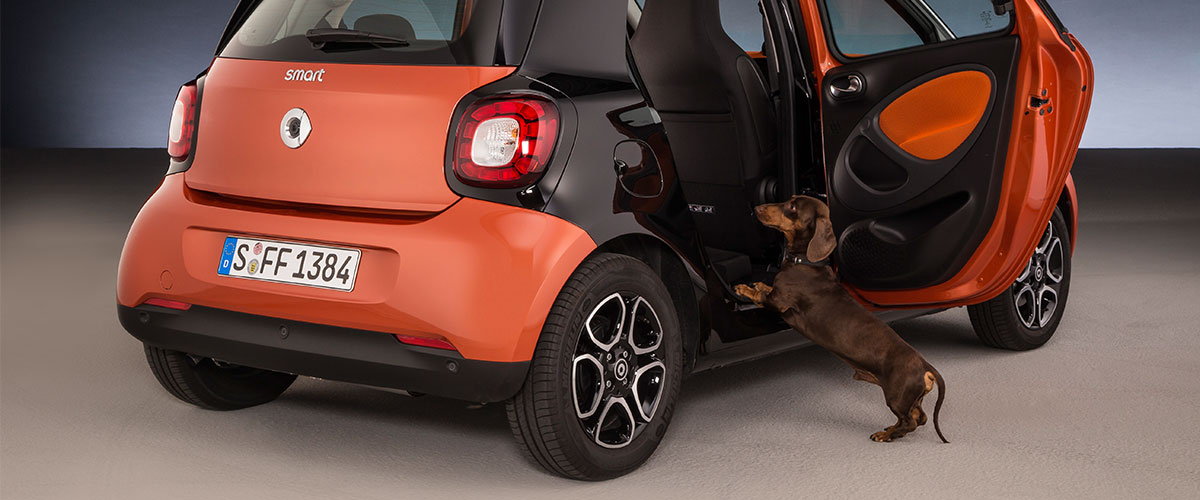 smart-for-dogs-1200x500.jpg